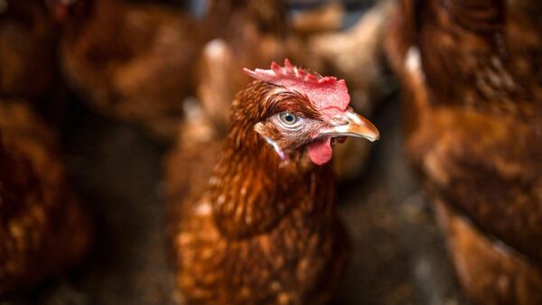 Alerta por brote de gripe aviar: Senacsa prohíbe importaciones desde la Argentina | Unicanal