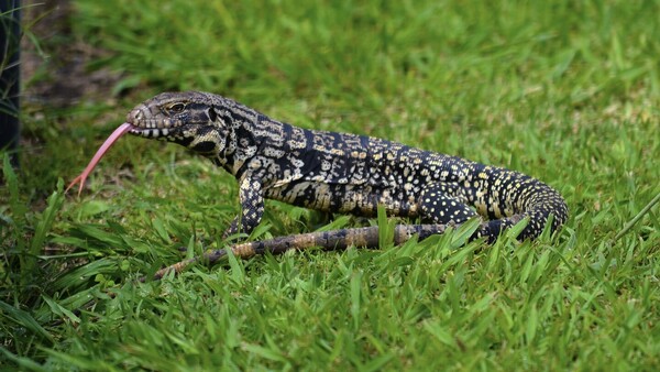 Video: Un lagarto overo se deja ver en el Parque Guasu Metropolitano