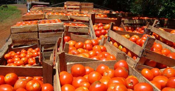Diario HOY | MAG autoriza importación de tomate tras aumento de demanda local por Hambre Cero