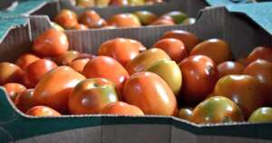 La Nación / El MAG habilita importación de tomate por una semana para frenar suba de precios