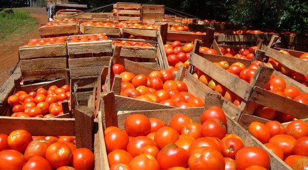 MAG autoriza importación de tomate para estabilizar precios - ADN Digital