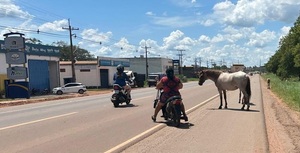 Animales sueltos desfilan sobre la ruta PY05 y ponen en riesgo a conductores en Concepción - Concepción al Día