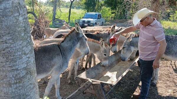 AUDIO: Producción y venta de leche de burra surge como rubro incipiente y novedoso en San Pablo  - Ancho Perfil - ABC Color