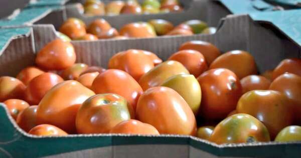 La Nación / MAG habilita importación de tomate por una semana