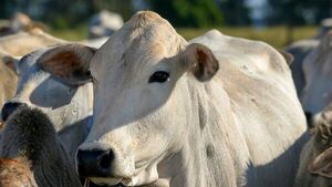 El Novillo Mercosur marca nuevos máximos y consolida un escenario de firmeza regional