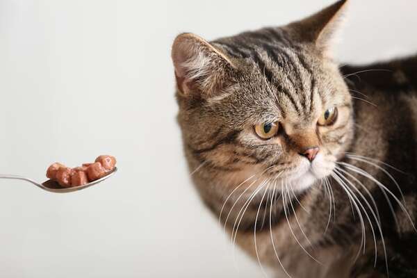 ¿Por qué tu gato prefiere pasar hambre antes que comer una marca de comida diferente? - Mascotas - ABC Color