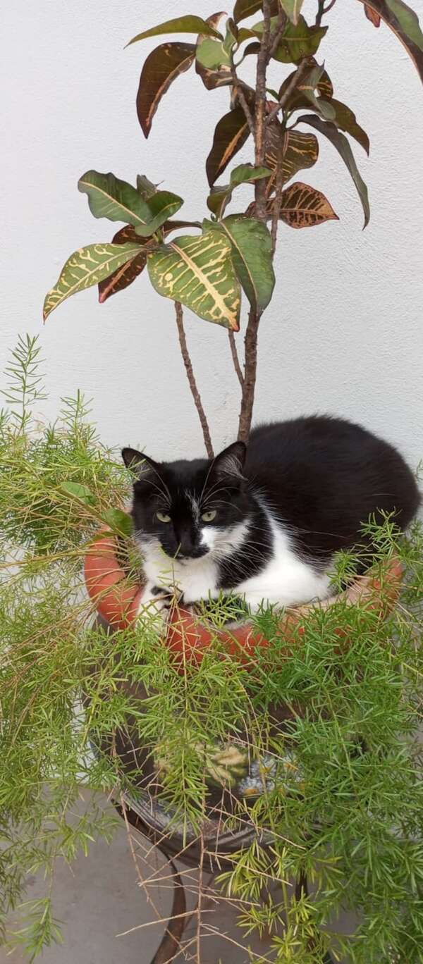 Tizziana - Encontrá a tu mascota - ABC Color