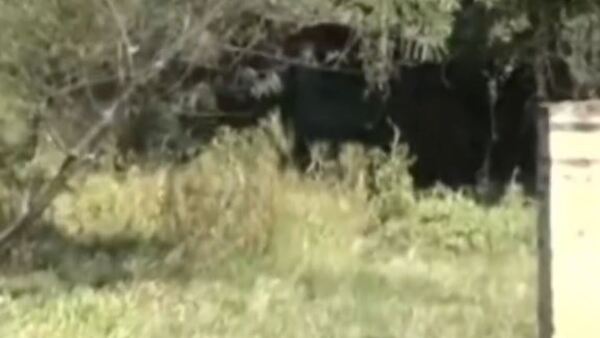 Olor de una vaca muerta molesta a vecinos en Mariano Roque Alonso