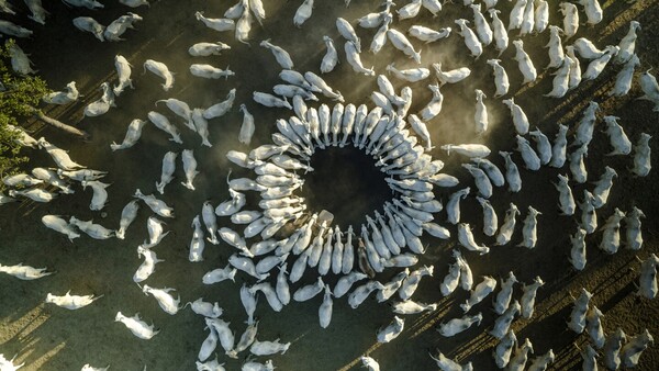 Everdem: 25 años generando valor en el agronegocio paraguayo