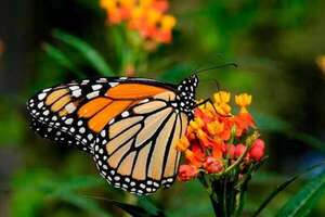 Cambio climático amenaza migración de mariposas monarca hacia el sur - Ciencia - ABC Color