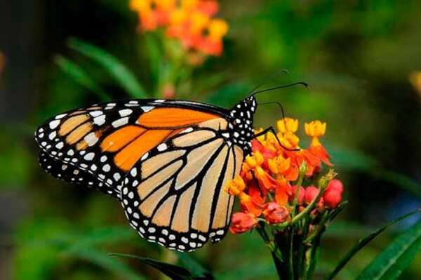 Cambio climático amenaza migración de mariposas monarca hacia el sur - Ciencia - ABC Color