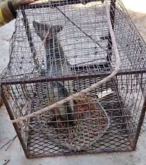 Bomberos rescatan un aguara’i del patio de la Parroquia María Auxiliadora - Concepción al Día