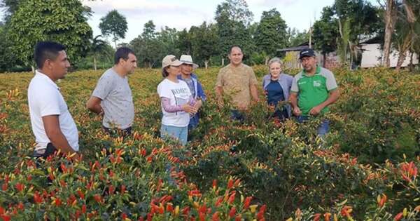 La Nación / Productores de San Pedro buscan seguir creciendo con cultivos alternativos