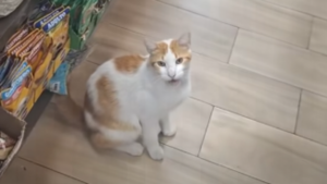 Rubio, el michi letradito que llevó a una clienta directo a la purina y se volvió viral