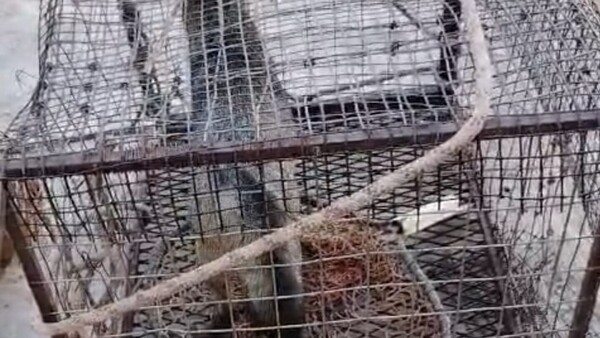 Aguara’i sorprende a miembros de la Parroquia María Auxiliadora de Concepción