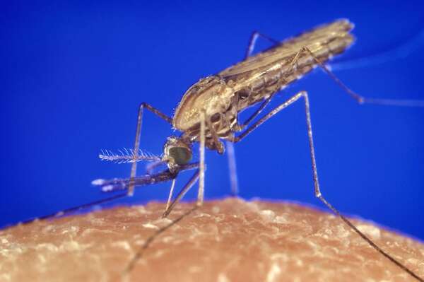 Larga historia de los mosquitos Anopheles con los humanos: casi 2 millones de años de picaduras - Ciencia - ABC Color