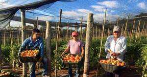 Diario HOY | Supermercados buscan negociar con productores para adquirir tomate a precio real