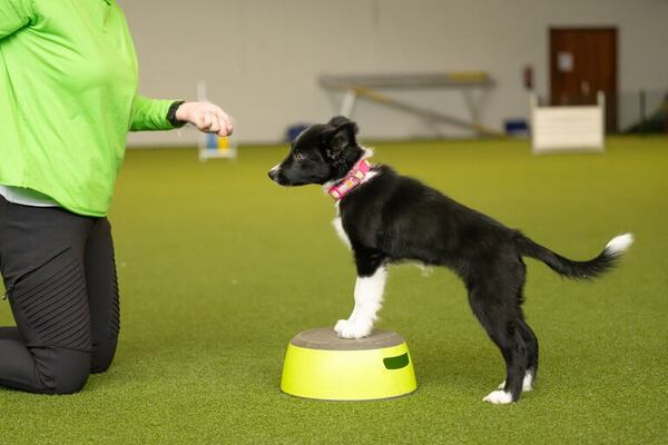 Entrenamiento positivo en perros: principios y beneficios esenciales - Mascotas - ABC Color