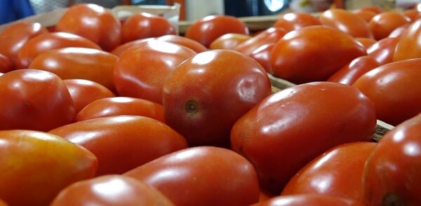 Se agrava la «guerra del tomate»: el ministro de agricultura habla de una «mafia»