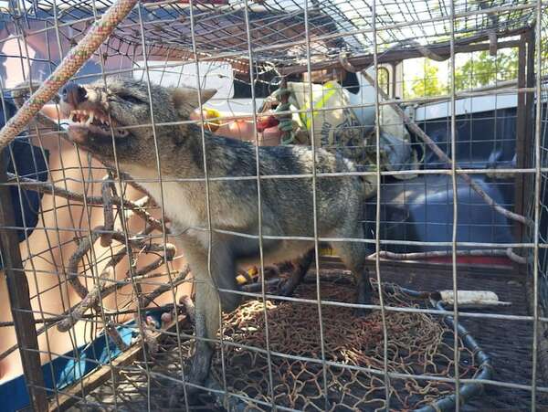 Video: aguara’i aparece en predio de una parroquia en Concepción  - Nacionales - ABC Color