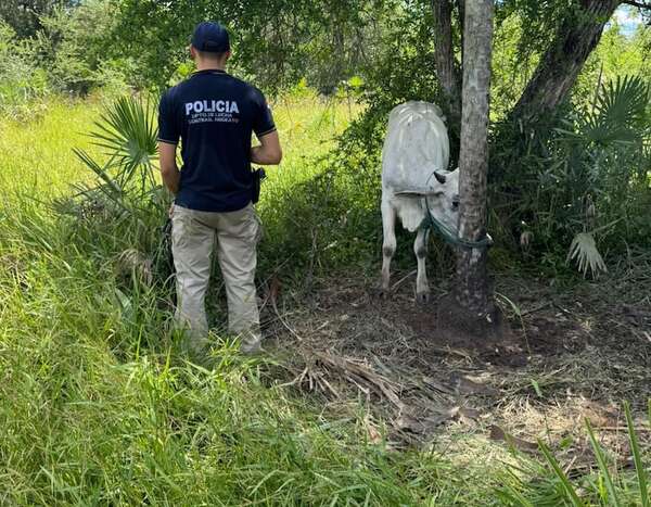 Imputación de supuesto abigeo tras recuperación de ganado denunciado como robado en Fuerte Olimpo - Noticias del Chaco - ABC Color