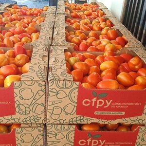 El MAG libera la importación temporal del tomate por altos precios