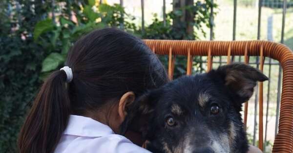 La Nación / Escuelas y colegios incorporarán en malla curricular la materia de Bienestar Animal