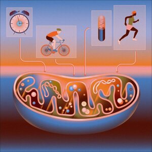 La clave de la longevidad podría estar en el interior de nuestras células