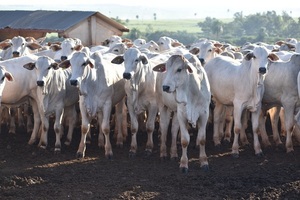AFD ampliará nuevamente el crédito de retención de vientres ante alta demanda del sector