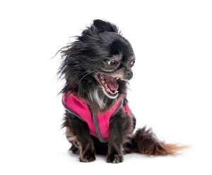 Pequeños pero valientes: por qué los perros miniatura suelen tener fama de gruñones - Mascotas - ABC Color