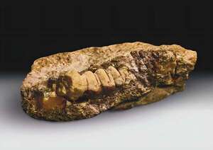 Descubren en Rusia un ámbar que conserva la forma de un insecto de hace 50 millones de años - Ciencia - ABC Color