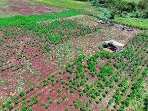 Rachid califica de “impresionante” el cultivo de marihuana ICE hallado en Capitán Bado - Policiales - ABC Color