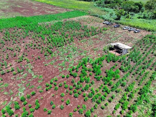 Rachid califica de “impresionante” el cultivo de marihuana ICE hallado en Capitán Bado - Policiales - ABC Color