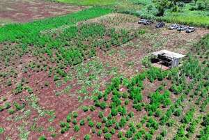 AUDIO: Rachid califica de “impresionante” el cultivo de marihuana ICE hallado en Capitán Bado  - A La Gran 7-30 - ABC Color