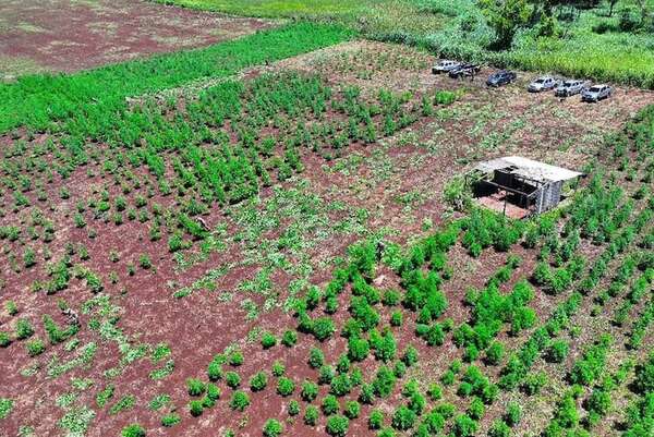 AUDIO: Rachid califica de “impresionante” el cultivo de marihuana ICE hallado en Capitán Bado  - A La Gran 7-30 - ABC Color