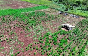 Senad incauta marihuana ICE en Capitán Bado