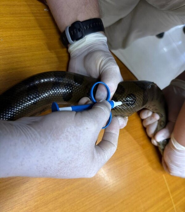 Colocan microchips para monitorear población de mbói jagua en el Refugio Biológico de Mbaracayú