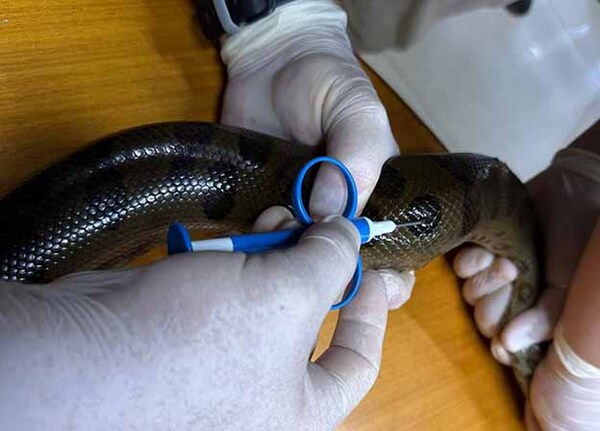 Itaipú coloca microchips para monitorear la población de mbói jagua en el Refugio Biológico de Mbaracayú | DIARIO PRIMERA PLANA