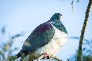 El kererū, el ave que engorda por diseño (y la verdad sobre su “borrachera”) - Ciencia - ABC Color