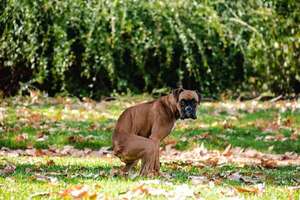 ¿Por qué mi perro me mira fijamente mientras hace sus necesidades? - Mascotas - ABC Color