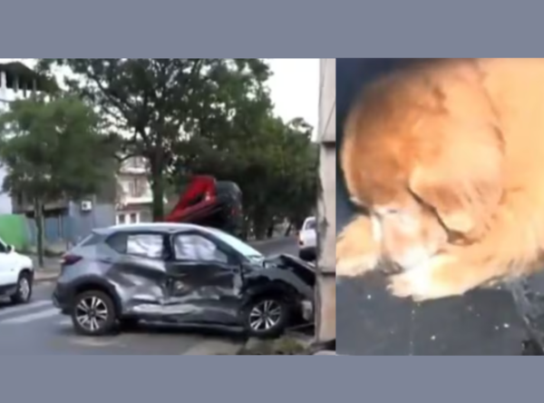 Conductor murió en accidente, su perro se salvó y permaneció a su lado