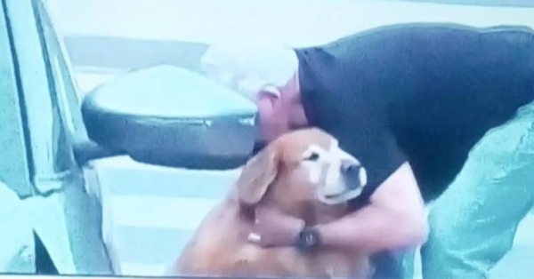 Conmovedora lealtad: perrito no se apartó del lado de su humano fallecido