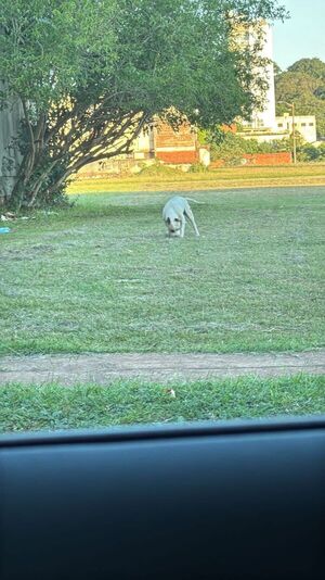 Tensión en la Costanera de Encarnación: Familia denuncia momento de pánico por Pitbull suelto