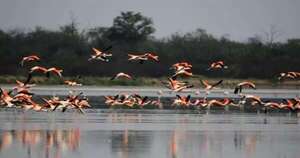 La Nación / Filadelfia, una puerta hacia las maravillas del Chaco