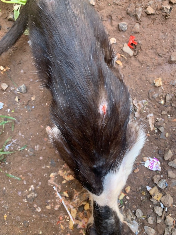 Advierten riesgos sanitarios por presencia de animales en hospital - Concepción al Día