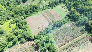 Marihuana mecanizada en Capitán Bado - Policiales - ABC Color