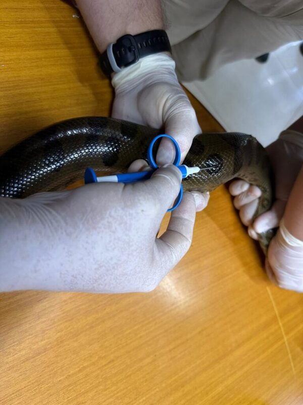 Implantan microchips en mbói jagua del Refugio Mbaracayú - trece