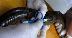 ITAIPU implante microchips para monitorear la población de mbói jagua