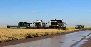 La Nación / Los arroceros esperan tener buenos rindes