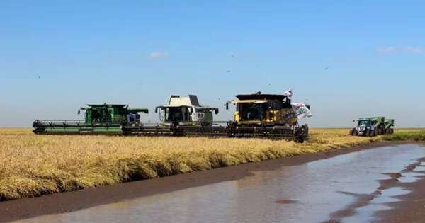 La Nación / Los arroceros esperan tener buenos rindes